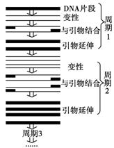 pcr扩增仪分类